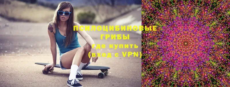 магазин    Верхний Уфалей  Псилоцибиновые грибы Psilocybe 